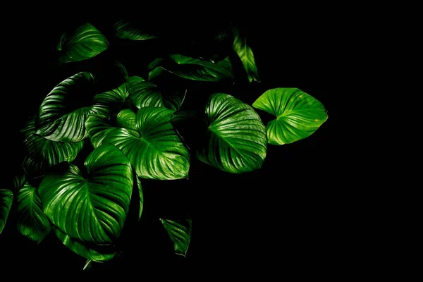 Tropikal Orman Arka Planında Yeşil Yaprak Kaladyum Dokusu — Stok fotoğraf