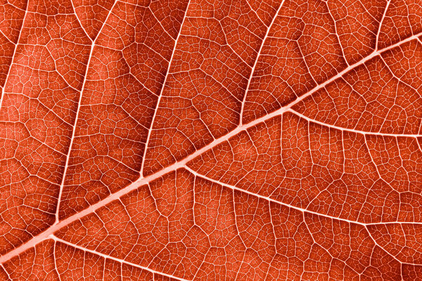 close up red leaf texture