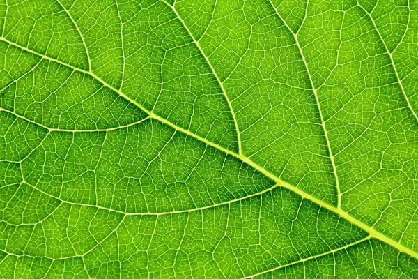 Cerrar Textura Hoja Verde — Foto de Stock