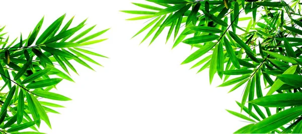 Hojas Bambú Verde Aisladas Sobre Fondo Blanco —  Fotos de Stock