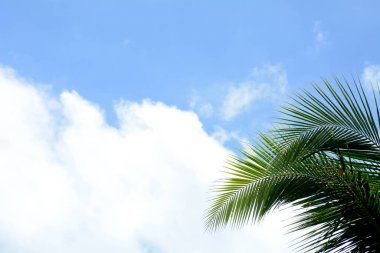 Mavi gökyüzü arka planında izole edilmiş hindistan cevizi yaprağı