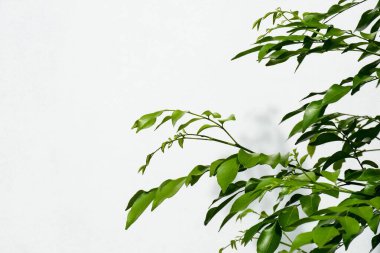 Dal ve yapraklar ön beyaz beton duvar