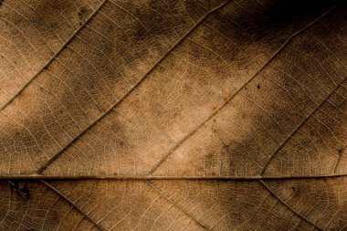 kahverengi kuru yaprak dokusu