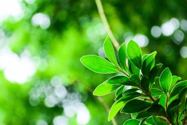 Ormanda yeşil yaprak ve dal