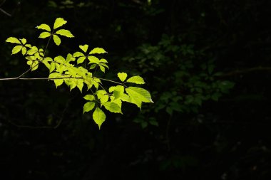 Ormanda yeşil yaprak ve dal