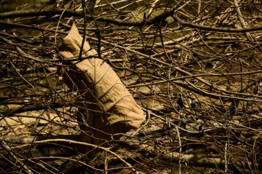 Ormanda kahverengi kuru yaprak