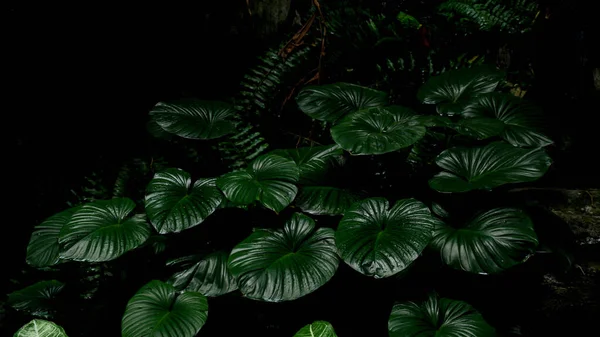 Πράσινο Φύλλο Caladium Υφή Τροπικό Δάσος Φόντο — Φωτογραφία Αρχείου