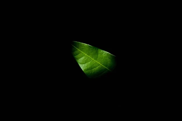 Texture Verte Des Feuilles Mangue Dans Obscurité — Photo