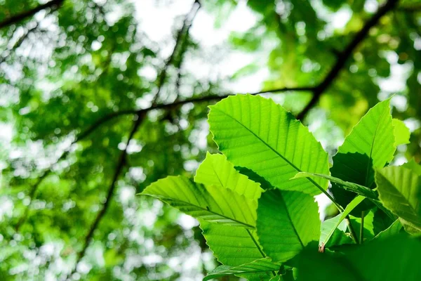 Зеленый Лист Текстуры Природе — стоковое фото