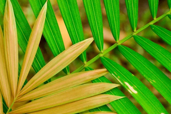 Feuille Coco Palmier Dans Nature — Photo