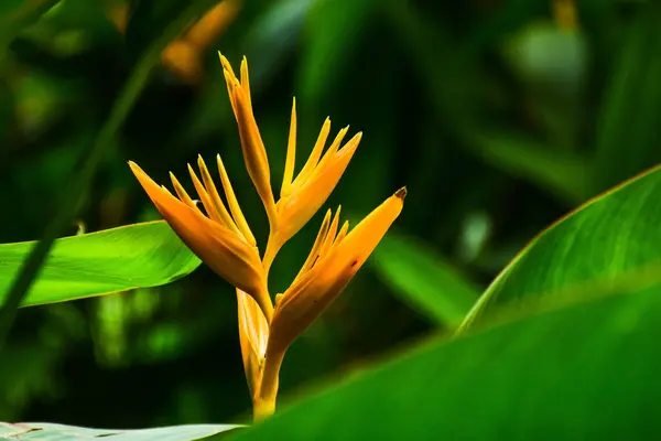 Pájaro Del Paraíso Flor —  Fotos de Stock