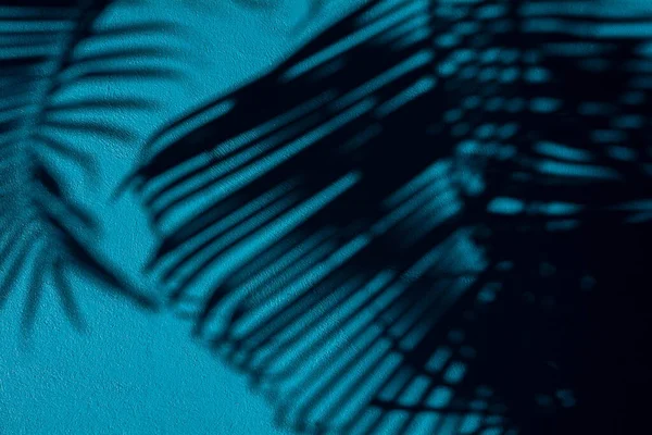 Ombre Feuilles Palmier Sur Mur Béton Bleu — Photo