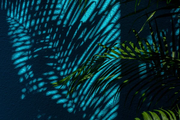 Sombra Hojas Palma Sobre Muro Hormigón Azul —  Fotos de Stock