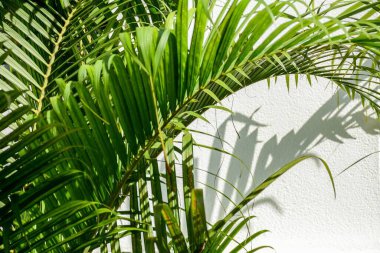 Beyaz beton duvarda palmiye yaprağı gölgesi