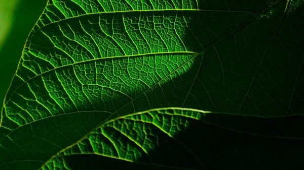 Detalle Una Textura Hoja Verde — Foto de Stock