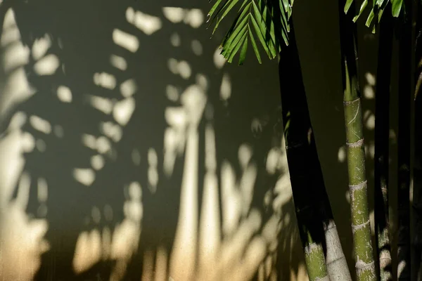 palm leaf shadow on white concrete wall
