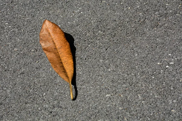Braune Trockene Blätter Auf Asphaltstraße — Stockfoto
