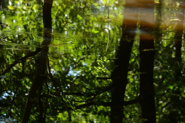 Reflexión Rama Del Árbol Hoja Sobre Agua Bosque —  Fotos de Stock