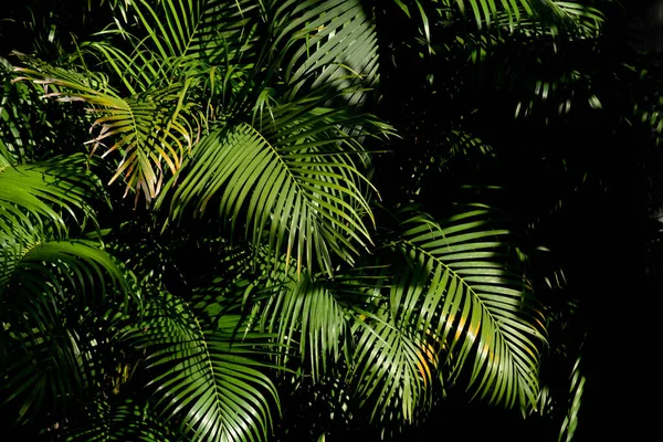 Feuille Palmier Vert Dans Forêt — Photo