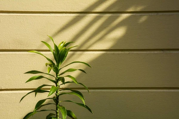 Petite Plante Une Ombre Sur Mur — Photo