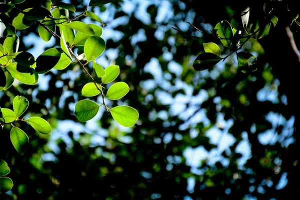 Feuille Verte Branche Dans Forêt — Photo