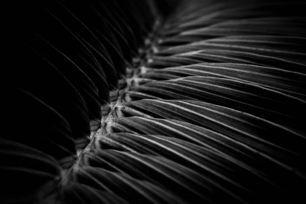 Пальмовый Кокосовый Лист Крупным Планом Монохромный — стоковое фото
