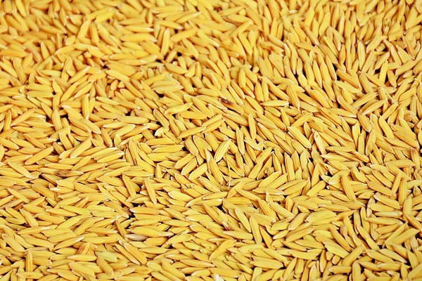 Pile Yellow Paddy Rice Close — Stock Photo, Image