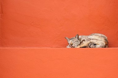Turuncu beton duvarda uyuyan kedi