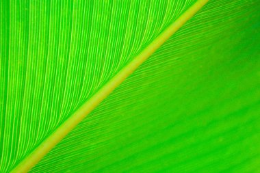 Yeşil yaprak dokusunu kapat