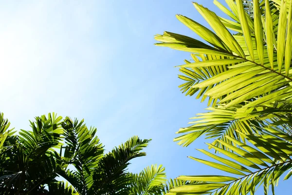 Hojas Palma Verde Cielo Azul Bosque — Foto de Stock