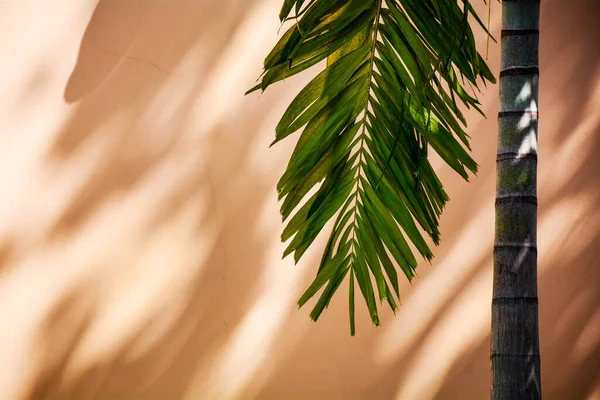 Palmeira Sombra Uma Parede Concreto — Fotografia de Stock