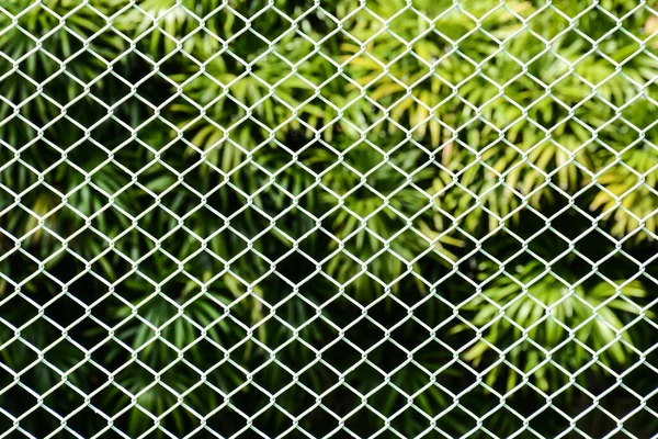 Filet Métallique Cage Blanche Devant Palmier Dans Parc — Photo