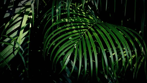 Зеленая Стена Пальмового Листа — стоковое фото