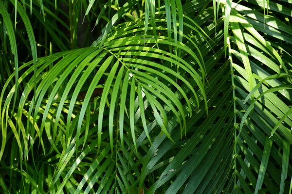 Pared Hoja Palma Verde — Foto de Stock