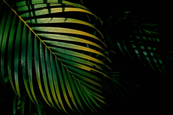 森林中的绿色和黄色棕榈叶 — 图库照片