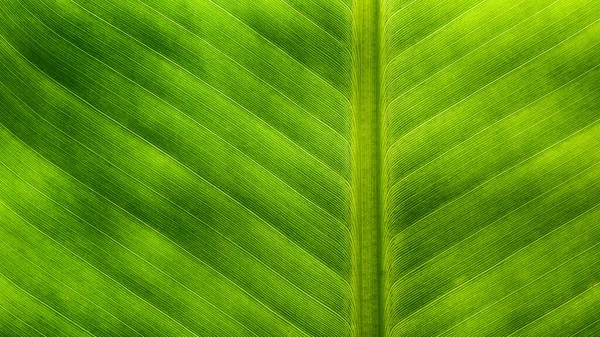 Textura Hojas Plátano Fondo — Foto de Stock