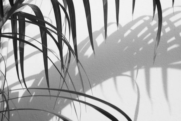 Silhouet Van Palmbladeren Schaduw Een Betonnen Muur Monochroom — Stockfoto