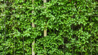 Metal kafes duvarında yeşil yaprak ve dal