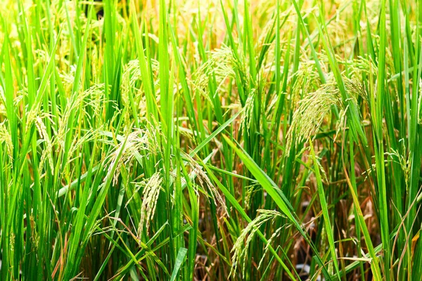 Желтое Зеленое Рисовое Поле Закрыть — стоковое фото