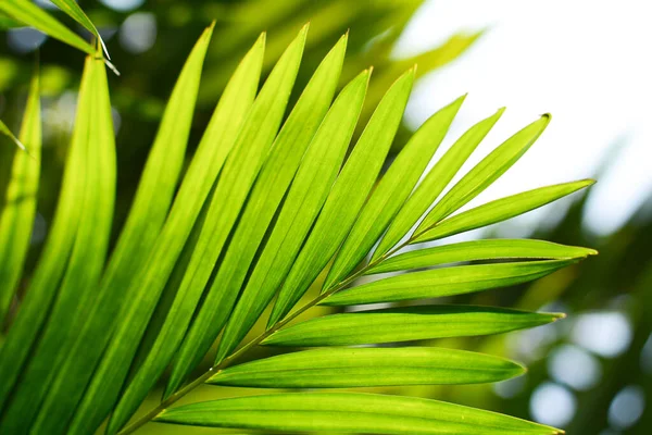 Feuille Palmier Vert Dans Nature — Photo