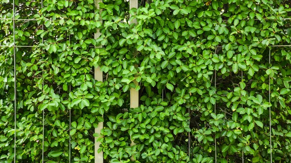 Zelený List Větev Kovové Stěny Klece — Stock fotografie