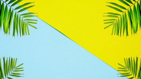 Palm Leaves Yellow Blue Background — Stock Photo, Image