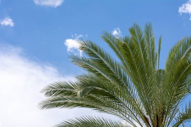 Mavi gökyüzü arka planında palmiye yaprakları