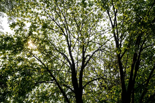 Árboles Bosque Naturaleza Madera Verde Fondos Luz Solar — Foto de Stock