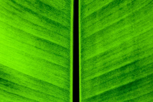 Зеленый Банан Листья Текстуры Фон — стоковое фото