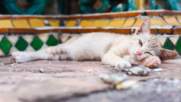 Anak Kucing Lucu Yatim Piatu Kota — Stok Foto