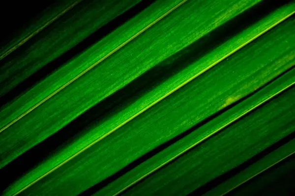 Linjer Och Texturer Gröna Palmkokosblad — Stockfoto