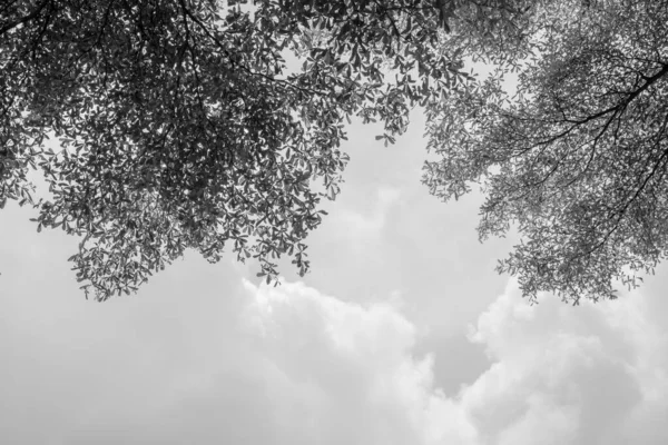 Gałęzie Liście Drzew Monochromatyczne — Zdjęcie stockowe