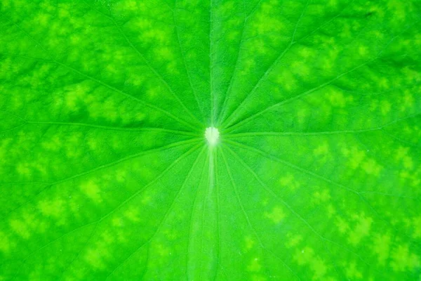 Textura Perfeita Folha Lótus Verde Close — Fotografia de Stock