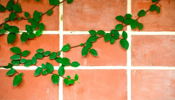 Parede Tijolo Vermelho Com Trepadeiras Folha Planta Verde — Fotografia de Stock